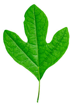 An image of one of the leaves from a Sassafras Plant